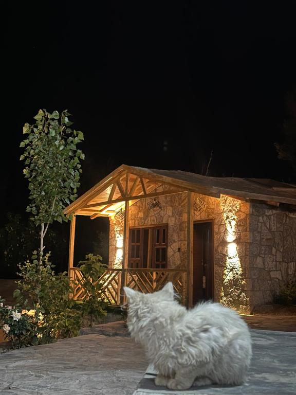 a white cat sitting in front of a small house at Trivor resort in Hunza Valley