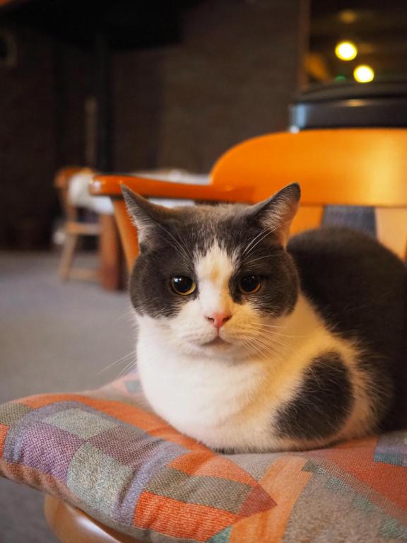 Haiwan peliharaan atau haiwan-haiwan peliharaan yang menginap dengan tetamu di Guesthouse PAW