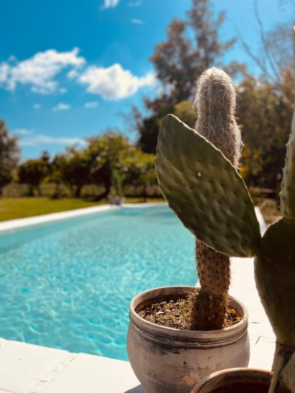 a cactus in a pot next to a swimming pool at Finca W - Coín - Málaga - Andalucía in Coín