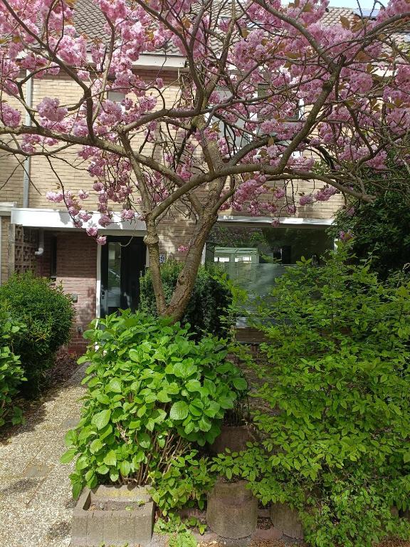 a flowering tree in front of a house with bushes at B&B Het Heusje in Zaandam