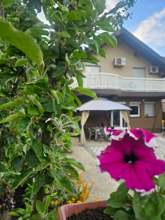 a pink flower in a pot next to a house at Villa Kasinda in Sarajevo