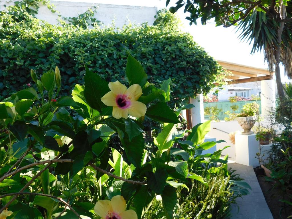 une brousse avec des fleurs jaunes devant un bâtiment dans l'établissement Case La Pergola, à Stromboli