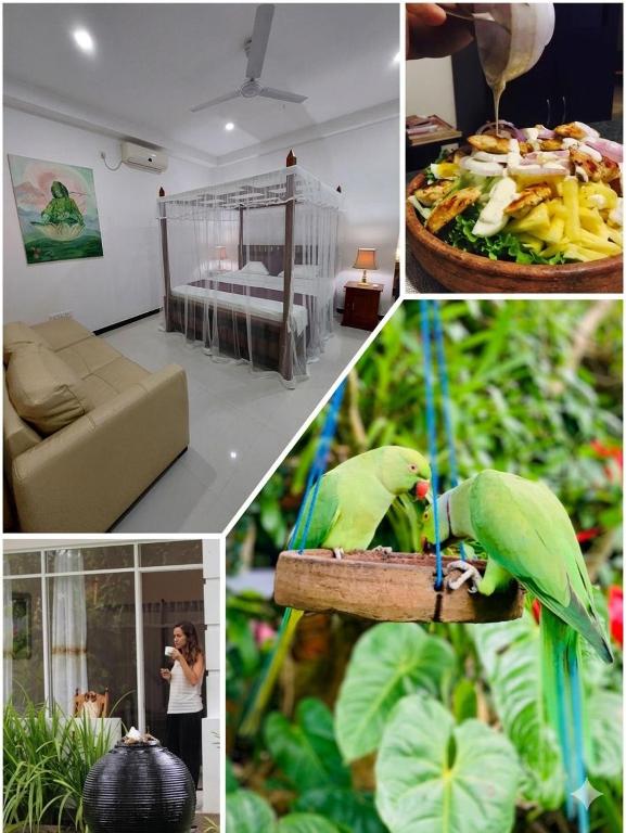 a collage of pictures of a room with a parrot at Villa Olga in Unawatuna