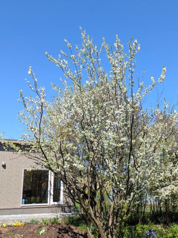 a tree with white flowers in front of a house at cottage hapo in Higashikagura