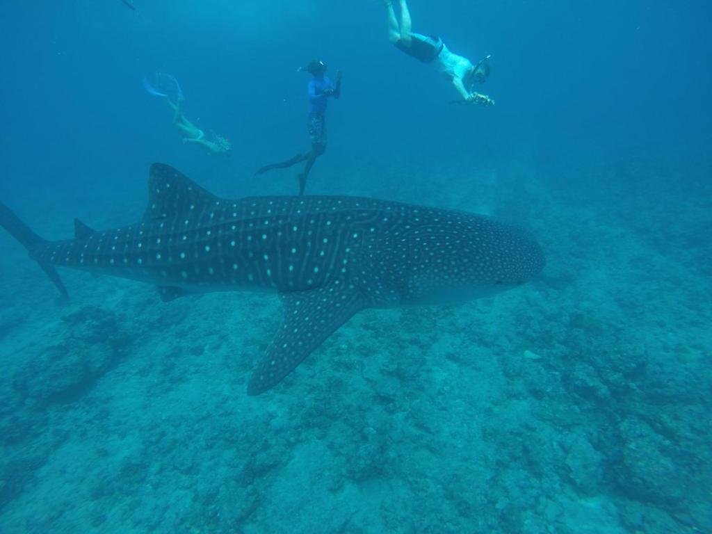 a whale shark swimming in the ocean with a diver at fehivilla resistance in Dhangethi