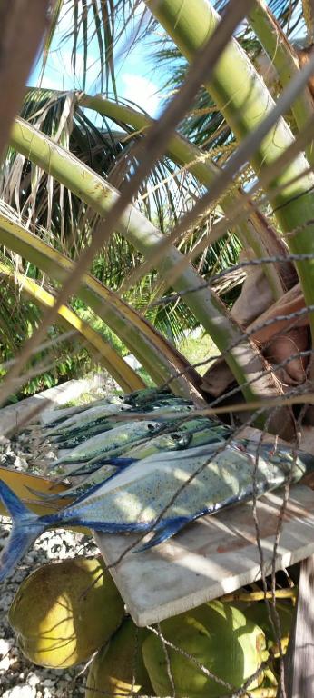 Heaiti Lodge - photo 12 - Rangiroa, Polynésie