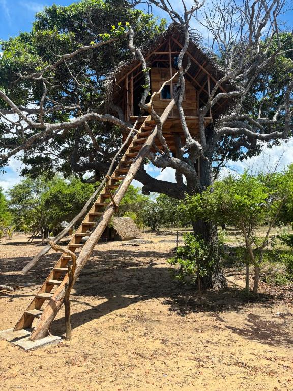 a tree house with a ladder in a tree at Wana beach camp in Raddela