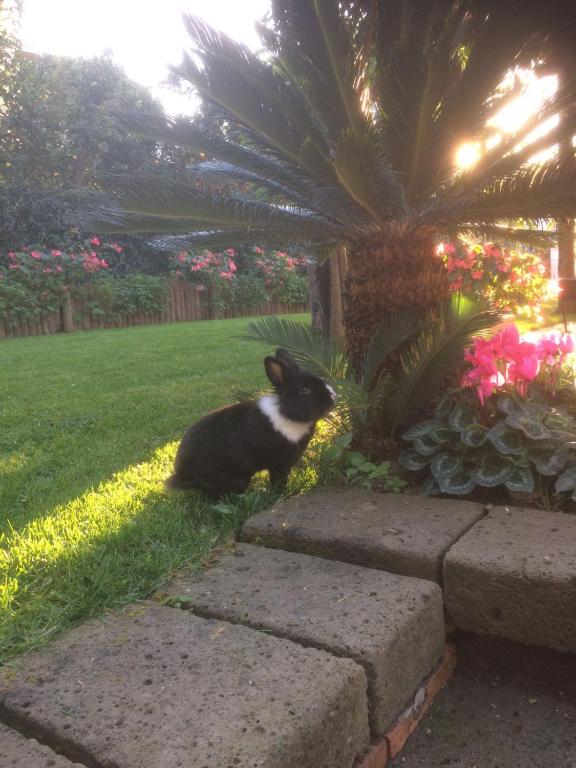 Domácí mazlíčci ubytovaní s hosty v ubytování Giardino Sorrentino