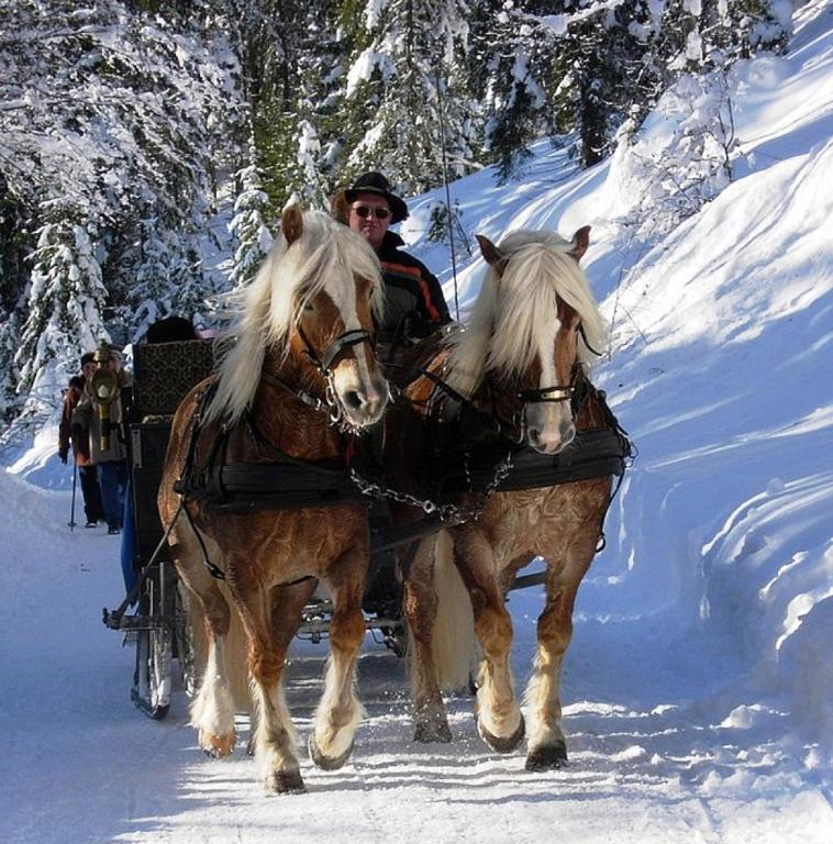 Altri animali domestici presso l'affittacamere o nei dintorni