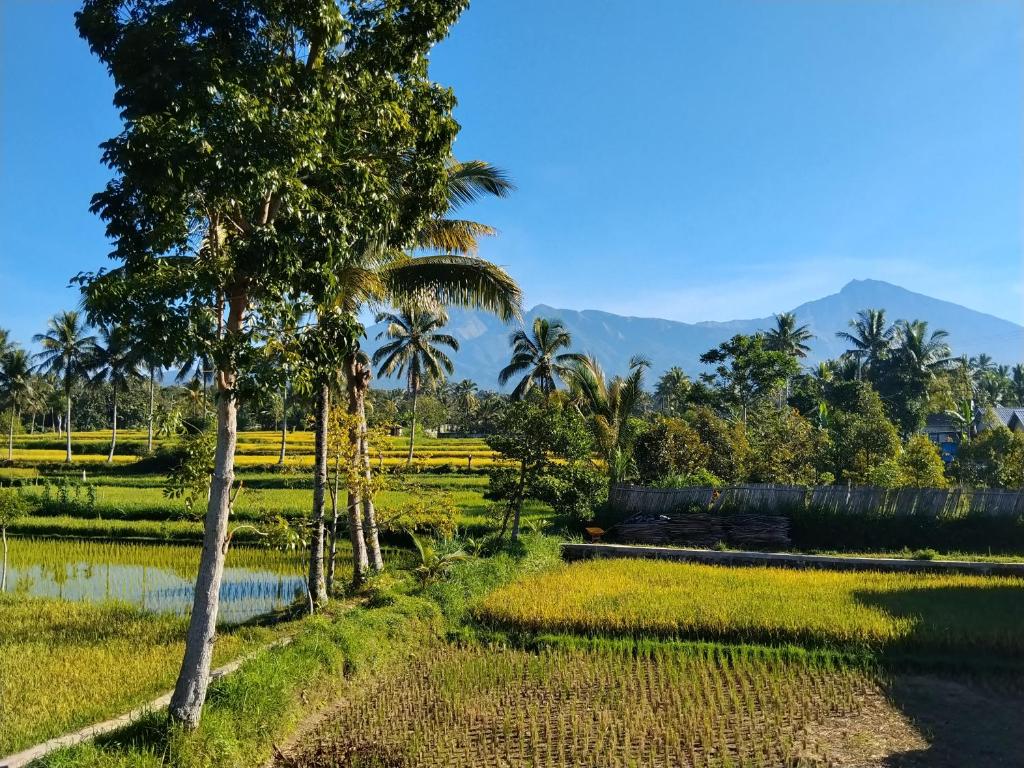 a palm tree in a field with mountains in the background at Rinjani inn Lombok in Tetebatu