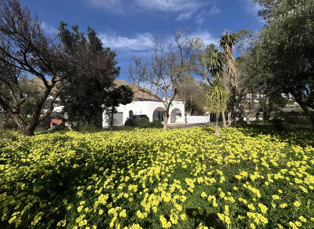 a field of yellow flowers in front of a house at El Olivo in Níjar