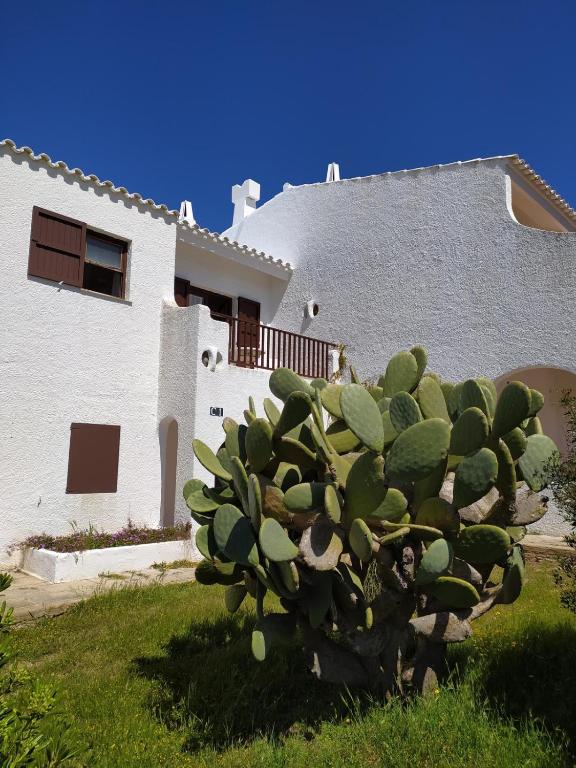 a cactus plant in front of a house at Sa Cala C16 in Cala Morell