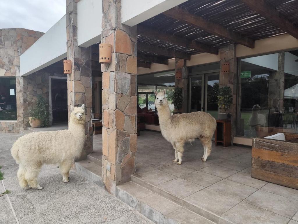 two llamas are standing outside of a building at Hotel Limari in Ovalle