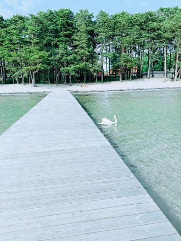 a swan swimming on a dock in a lake at RYMLIG RENOVERAD GÄSTBOSTAD med egen ingång nära stranden i HÄLLEVIK in Sölvesborg