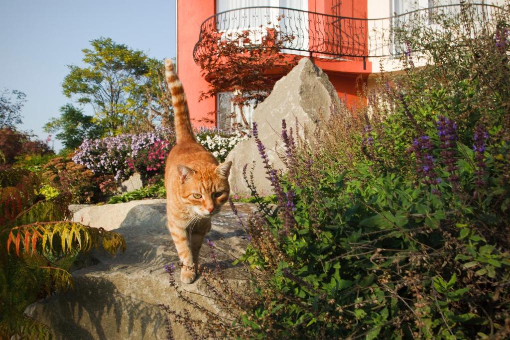 Szonyi Garden Hotel Pest - Resim 33