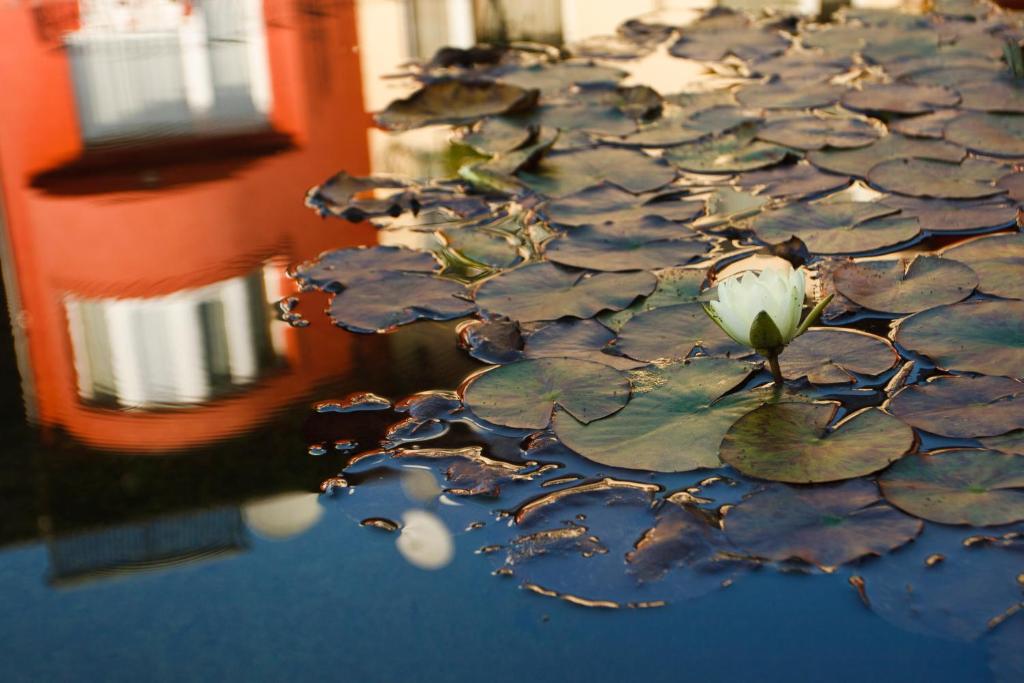 Szonyi Garden Hotel Pest - Resim 37