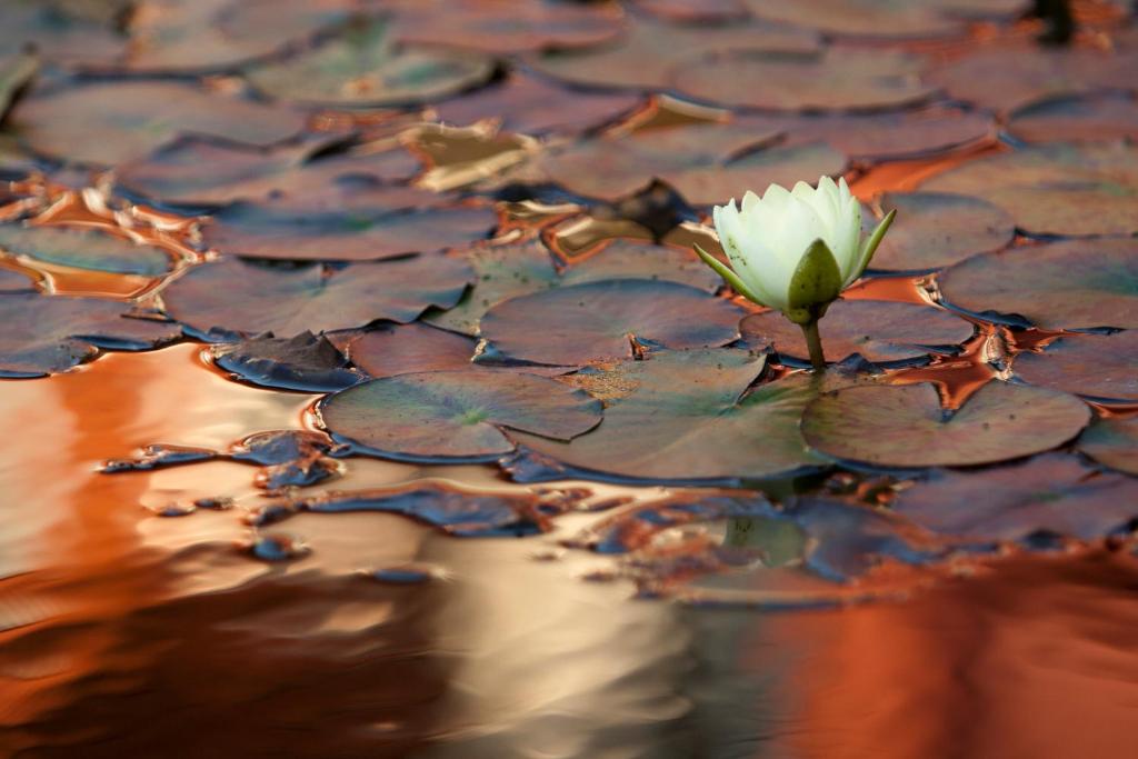 Szonyi Garden Hotel Pest - Resim 40