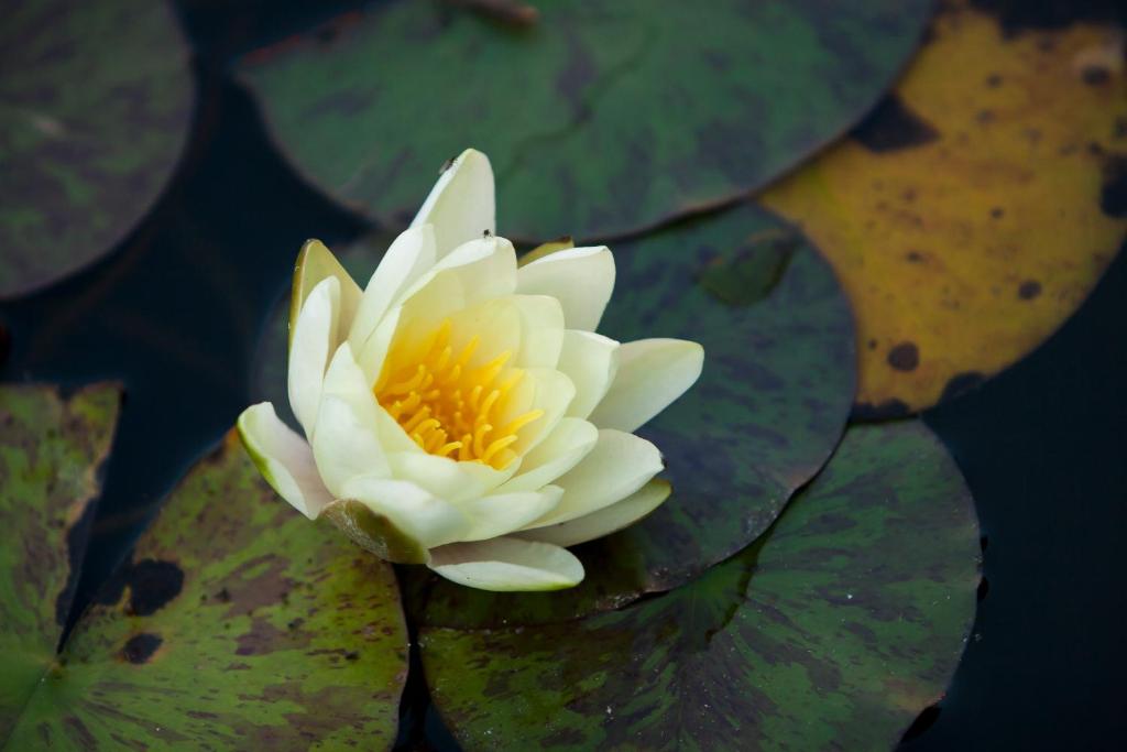 Szonyi Garden Hotel Pest - Resim 44