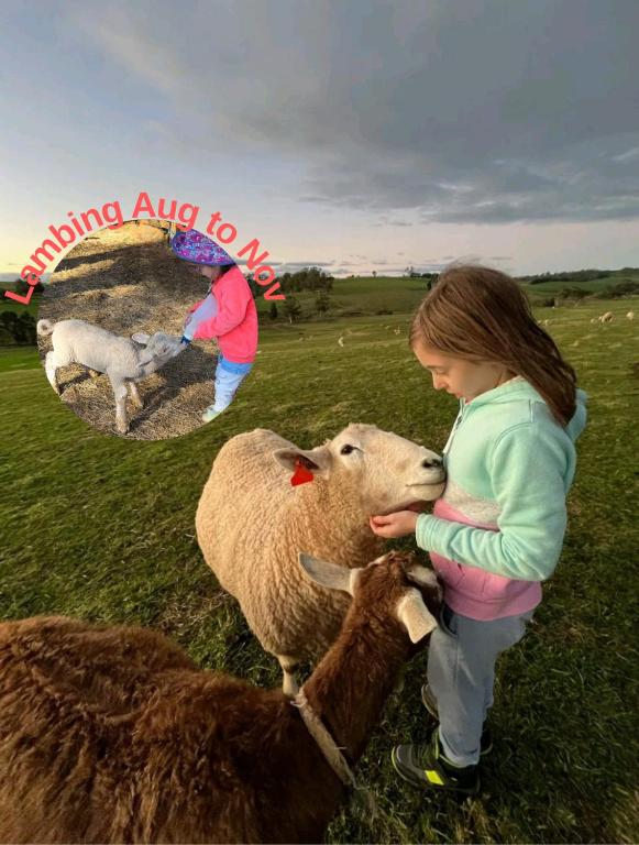 a little girl is petting a sheep in a field at JillyPark Farmstay Experience Discover Authentic Farm Life Complimentary Breakfast Included in Buln Buln