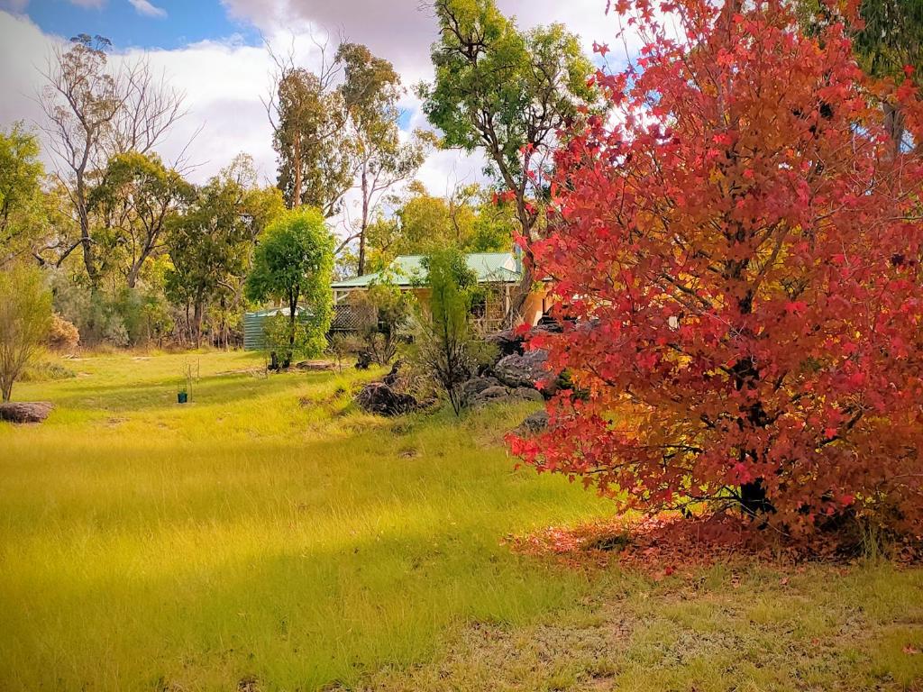 a tree with red leaves in a field at Severn River Cottages in Severnlea