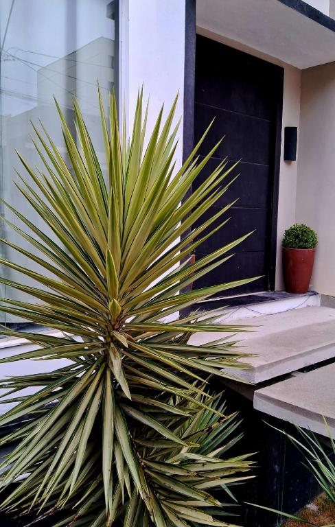 a large palm plant in front of a door at Suites e Cia - Pousada in Volta Redonda