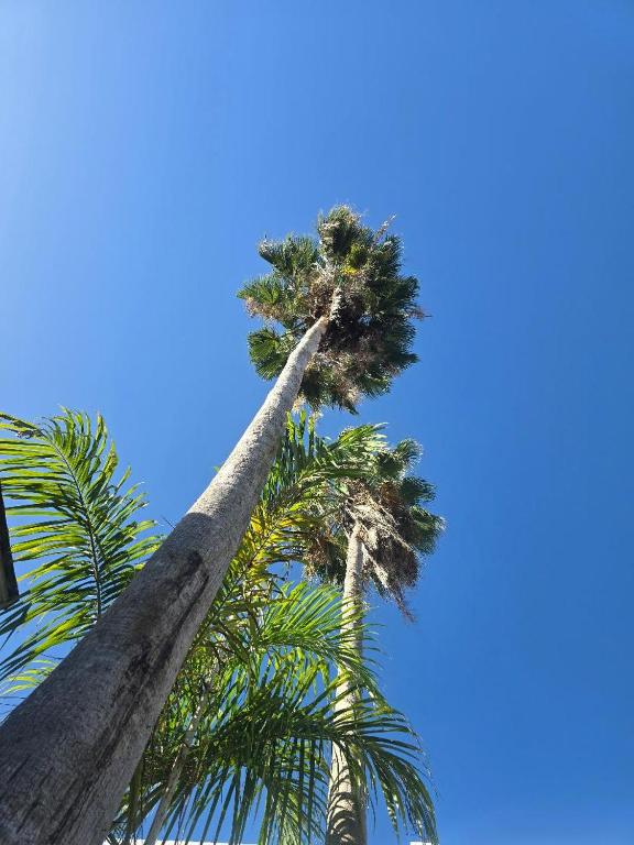 a tall palm tree reaching up into the sky at Sea Shell Palms, Ocho Rios in Ocho Rios