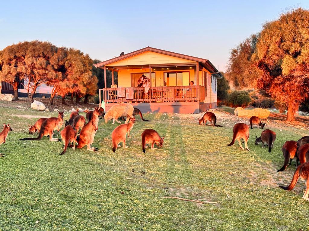 a group of animals grazing in the grass in front of a house at Waves & Wildlife Cottages Kangaroo Island in Stokes Bay