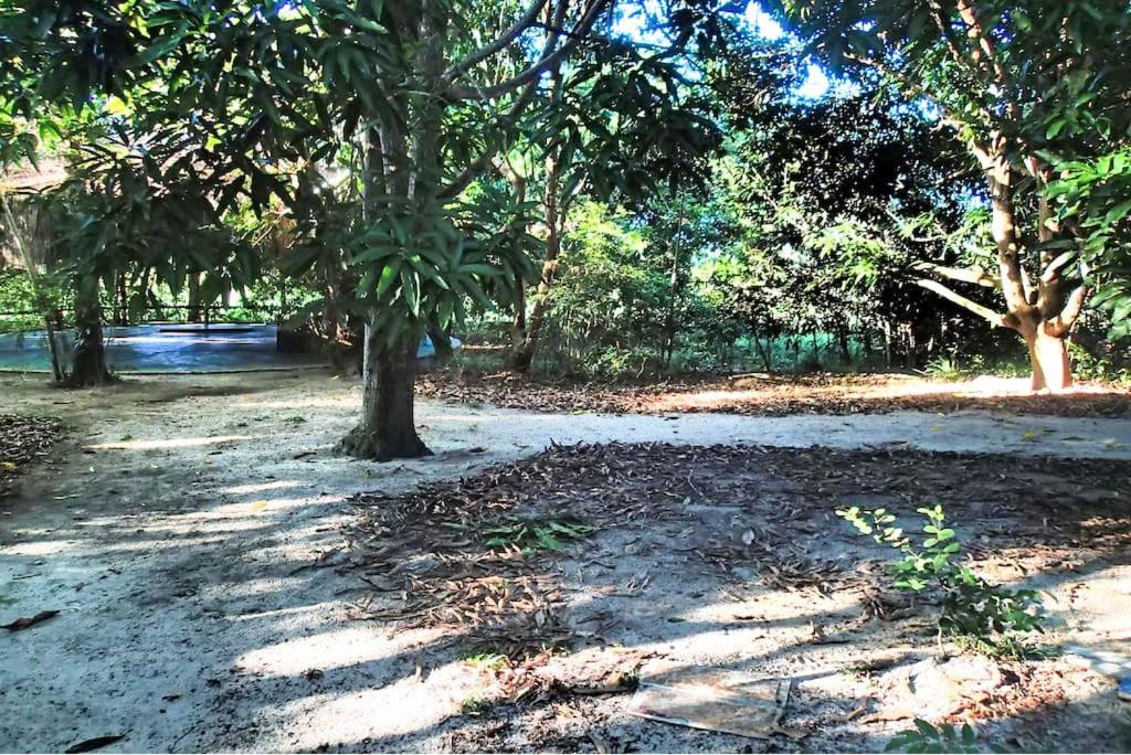  Nature Retreat with Healing Dogs in Brazil