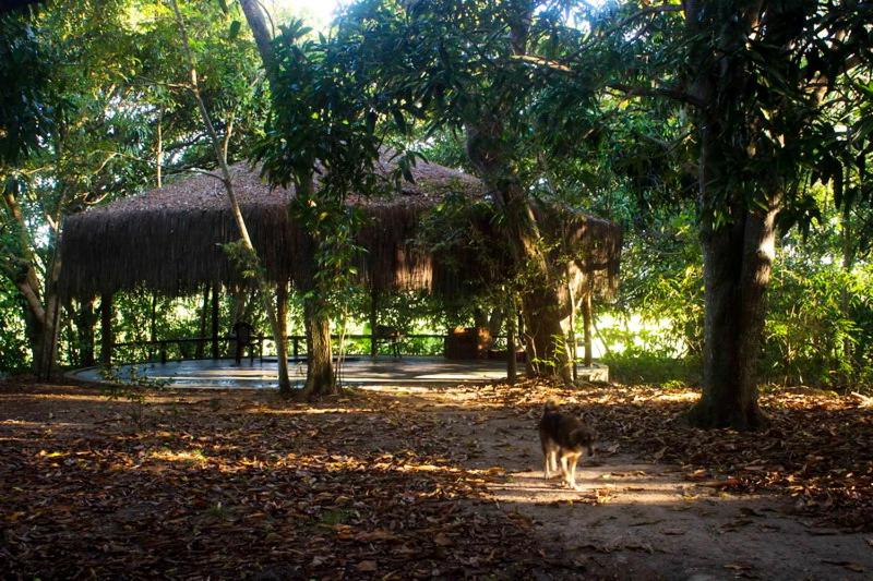  Nature Retreat with Healing Dogs in Brazil