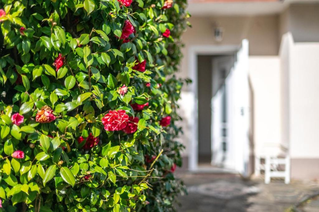 a bush with red flowers in front of a house at Villa Sofia casa con giardino e spiaggia condivisa in Pettenasco