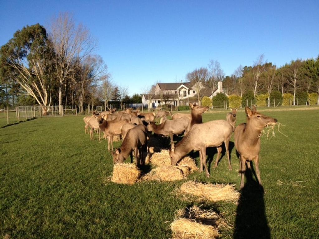 una manada de ciervos de pie en un campo comiendo heno en Seatonwood Villas, en Swannanoa