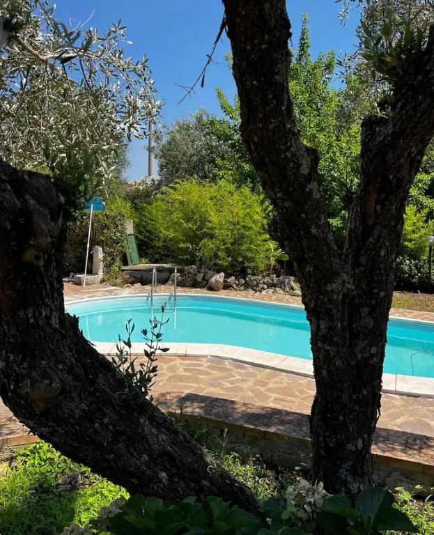 a swimming pool with a tree in the foreground at Tenuta Ciaramiti Luxury Garden & Pool in Brattirò