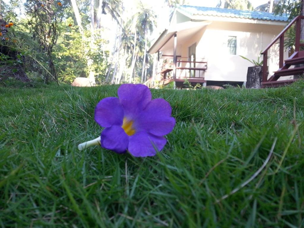 a purple flower in the grass in front of a house at Baan Phuean Koh Kood in Ko Kood