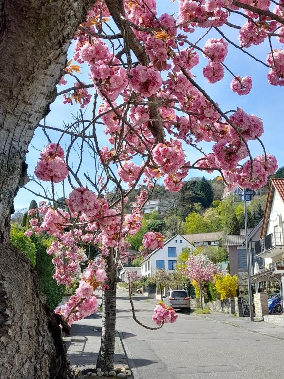 a tree filled with pink flowers on a street at Ferienhaus Traumblick-Neustadt in Neustadt an der Weinstraße