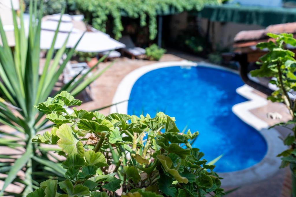 a blue swimming pool in a yard with plants at Hanami House Boutique 4 Estrellas Valle del Jerte in Navaconcejo
