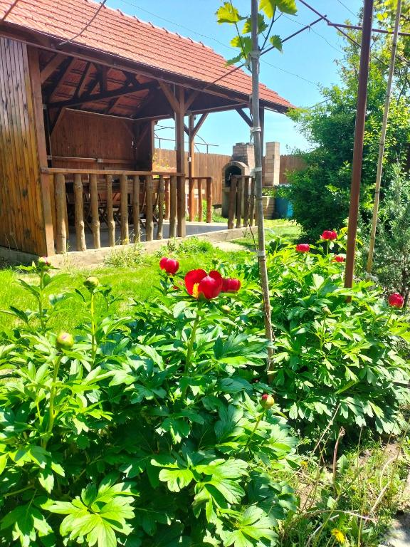 a garden with red roses in front of a gazebo at Casa Cami in Jurilovca
