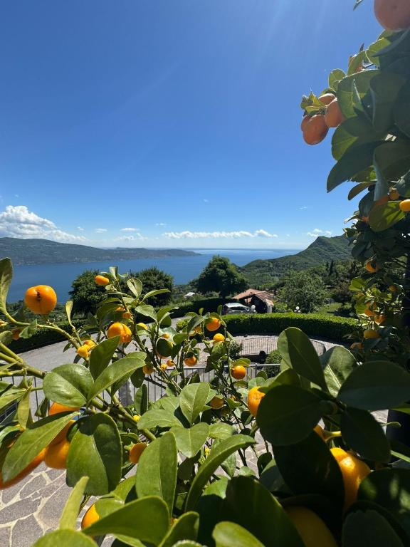 an orange tree with the ocean in the background at Ca Vecia in Gargnano