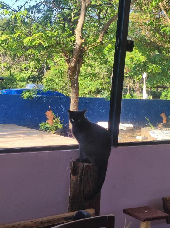 a black cat sitting on top of a tree stump at Hostel Oasis Jaguariuna in Jaguariúna