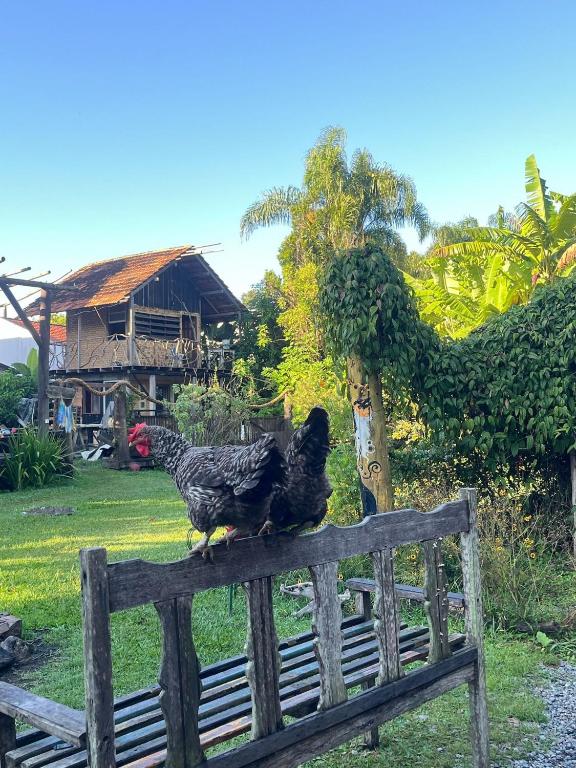 two chickens sitting on top of a wooden bench at Tudo é Arte Retreat - A Creative Haven Between Nature and Sea in Piçarras