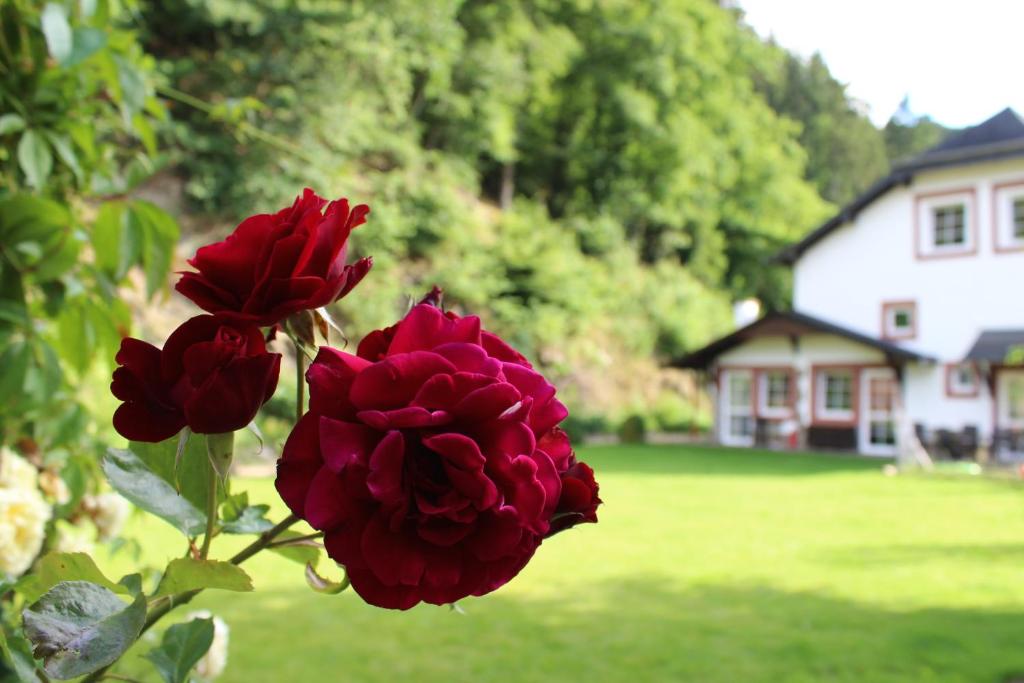 a couple of red roses in front of a house at Eifel-Quartiere "Pension Müscher Bahnhof" in Müsch