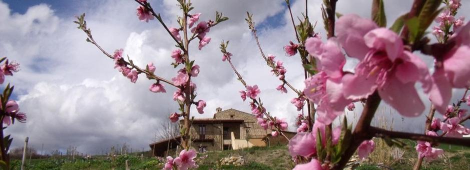 Zahrada ubytování B&B Scacciapensieri - Vini d'Altura