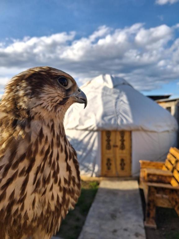 a bird is standing in front of a yurt at Keremet Yurt in Bokonbayevo