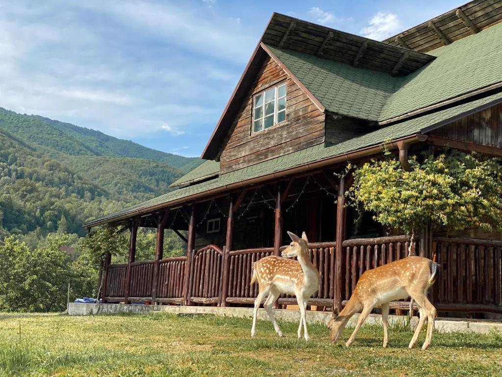 two deer walking in front of a cabin at Cabana Poiana in Rusca