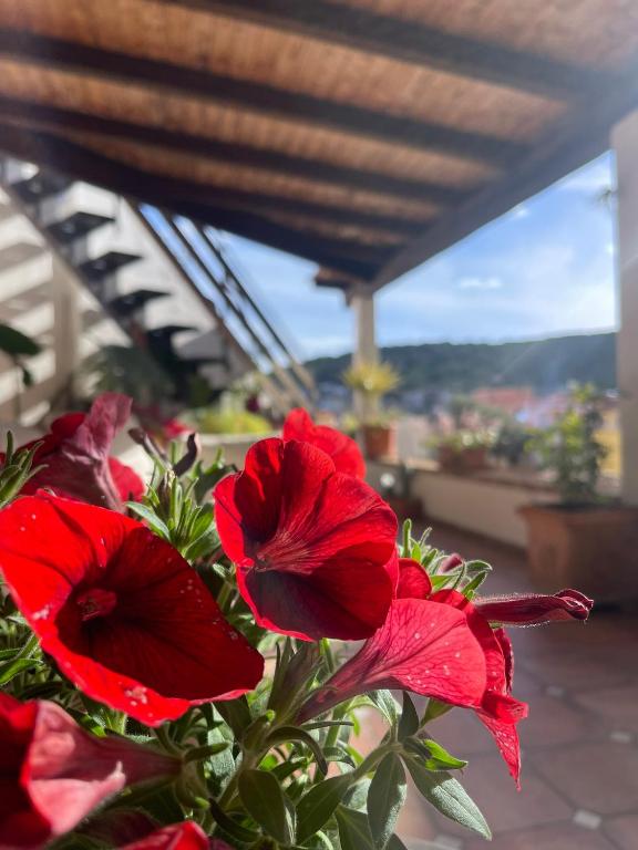 a group of red flowers in a vase at Arega Rooms in Villasimius
