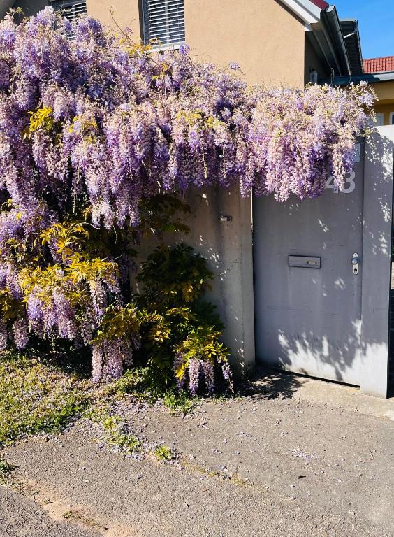 a bush of purple flowers hanging over a garage at Gemütliche Ferienwohnung zwischen Europa-Park und Schwarzwald in Lahr