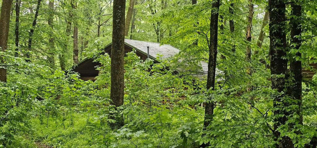eine kleine Hütte mitten in einem Wald in der Unterkunft Hotel Doi Haiduci in Orhei