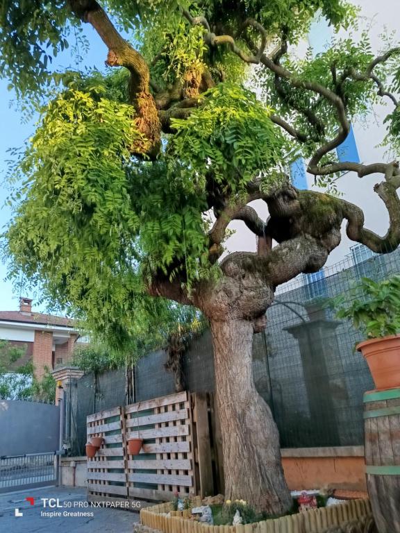 a bonsai tree in front of a fence at L'albero del druido in Villastellone
