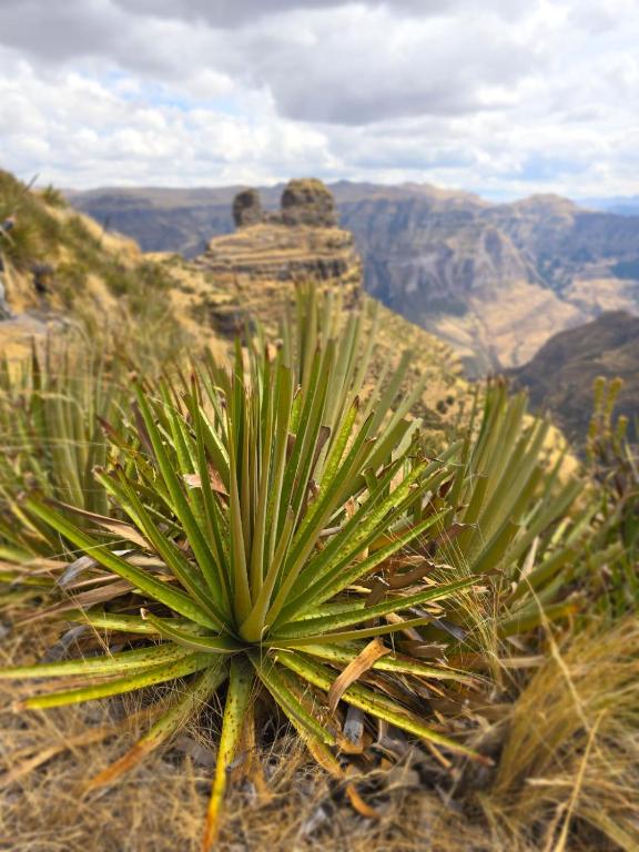 a green plant on the edge of a canyon at Paraiso Poroy in Cusco