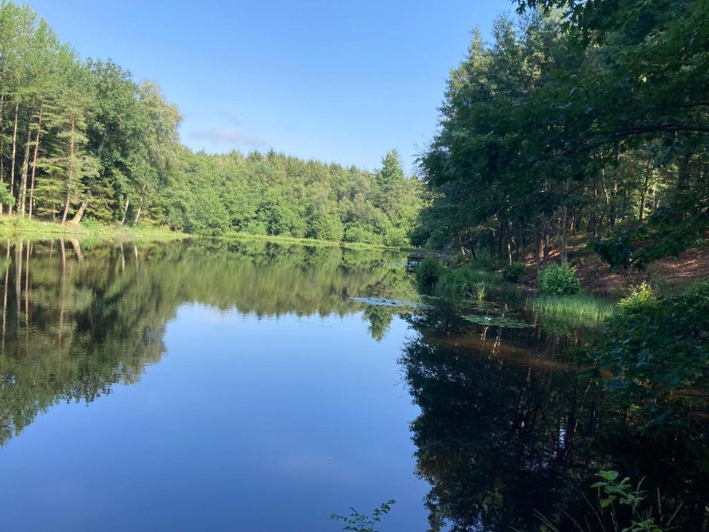 a river with trees reflecting in the water at Suite Südterrasse mit Loftcharm in Dedelstorf