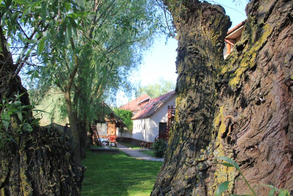 a close up of a tree in front of a house at Pension Prodelta in Uzlina